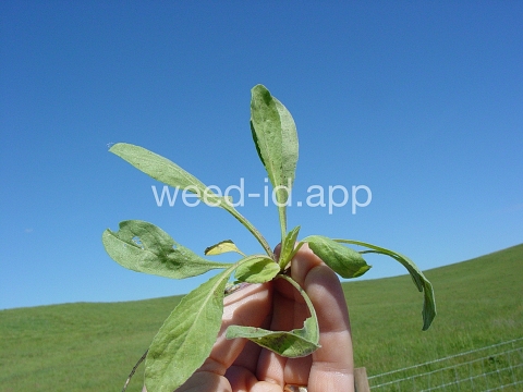 pepperweed, field